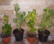 Студоустойчиви храсти  Евонимус , снимка 1 - Градински цветя и растения - 38661220