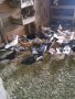 Продавам гълъби бемкалий палбелий поморийски пазарджишки млади бели гълъби за свадба, снимка 11