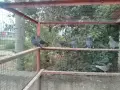 Пазарджишки гълъби, снимка 3