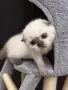 Шотландска клепоуха котка Blue Point. Scottish fold, снимка 4