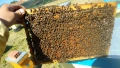Продавам Пчелни отводки , снимка 3