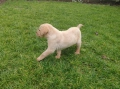 Лабрадор - женско , снимка 14