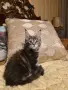 Мейн куун котета, снимка 4