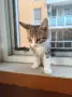 Подаряват се три спасени малки котенца, снимка 4