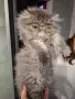 Персийско женско коте на три месеца, снимка 1