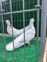 Въртящи гълъби*, снимка 3