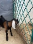  🐐 Продавам мъжки англо-нубийски ярета, снимка 11