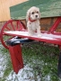 Американски кокер шпанол, снимка 4