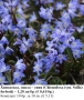 Хинодокса, сцила – синя (Chionodoxa (syn. Scilla) forbesii) –  луковици, снимка 1