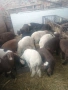 Мъжки агнета 22-25 килограма , снимка 8
