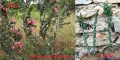 Градински студоустойчиви кактуси, снимка 3