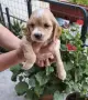 Кокер шпаньол Страхотни , снимка 2