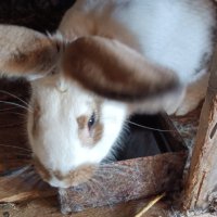 Продавам зайци- малки, големи, за колене и разплод, снимка 4 - Други животни - 44460807
