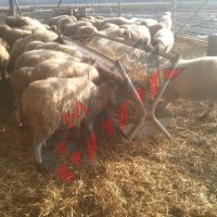 Хранилки/ясли за овце, снимка 13 - За селскостопански - 34655250