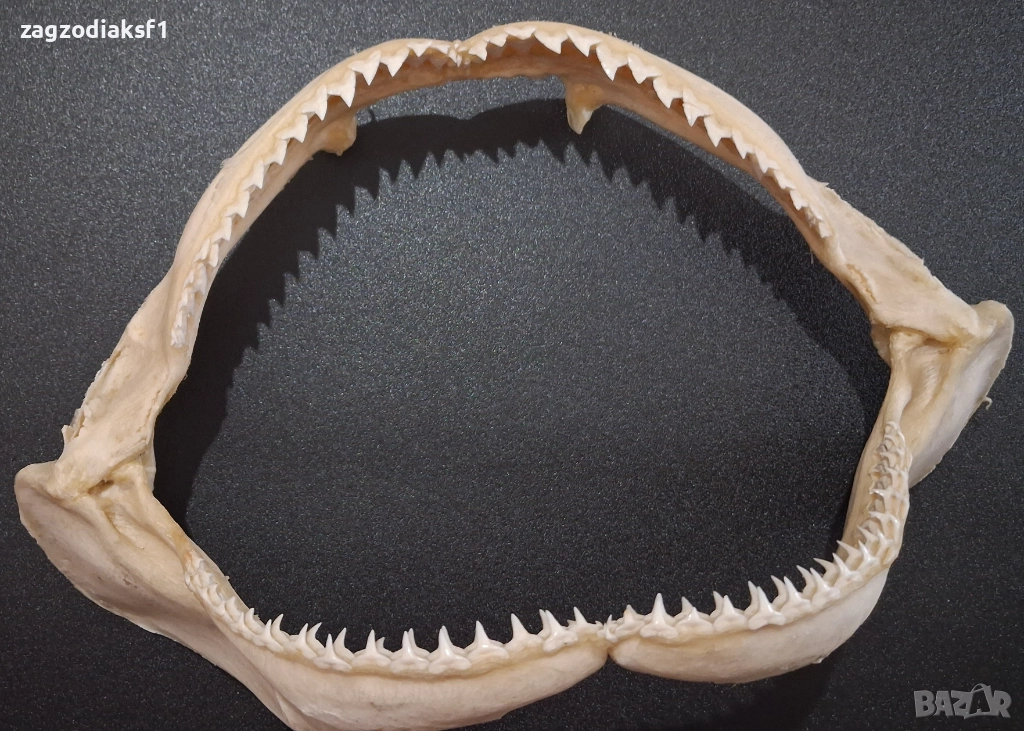 Челюст от "БИЧА АКУЛА" 100% Истинска Челюст 2, снимка 1