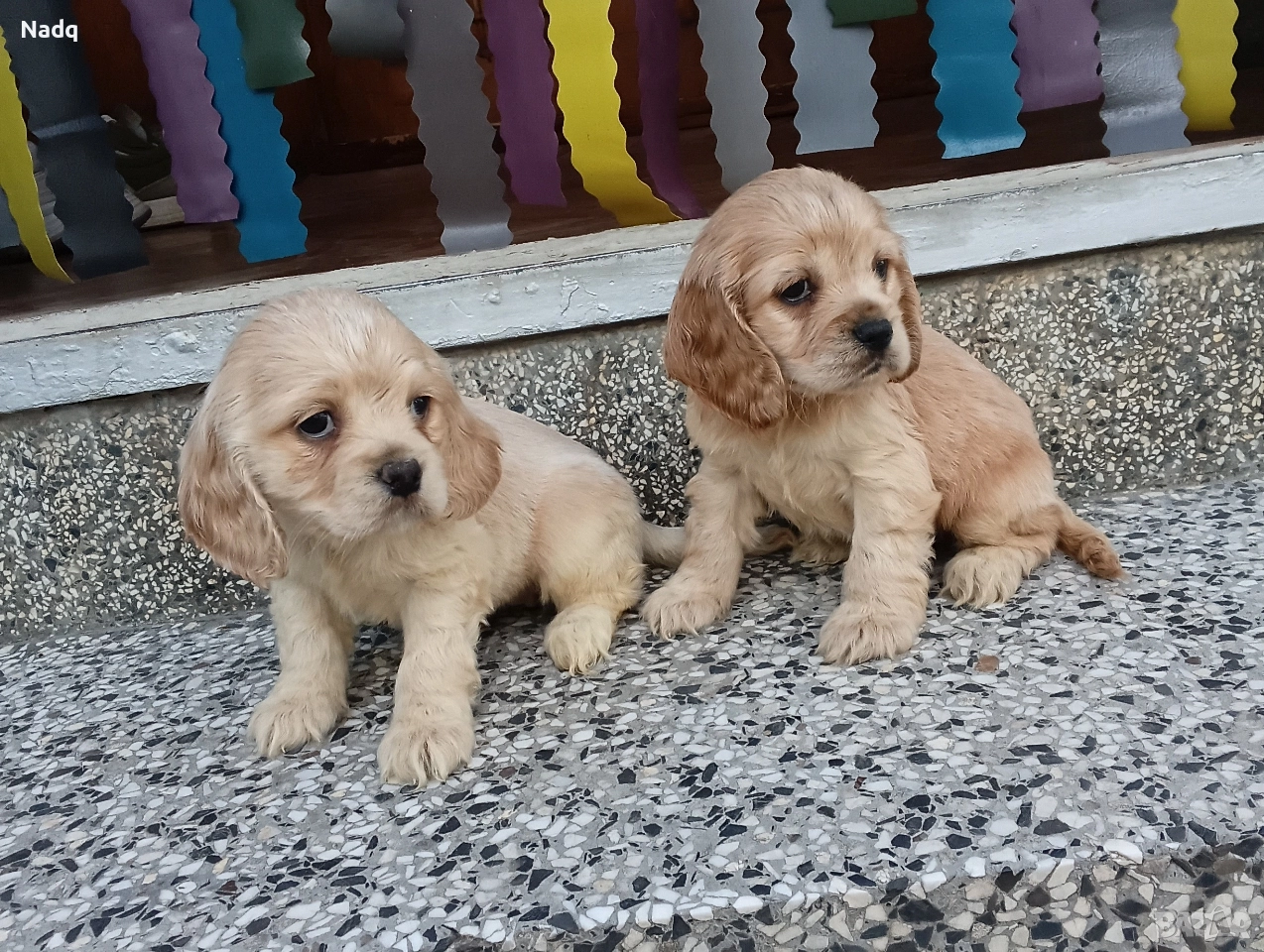 Кокер шпаньол Страхотни , снимка 1