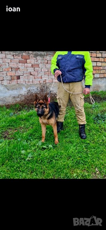 Обучено мъжко немска овчарка , снимка 1