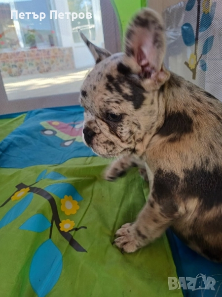 френски булдог -булдочета , снимка 1