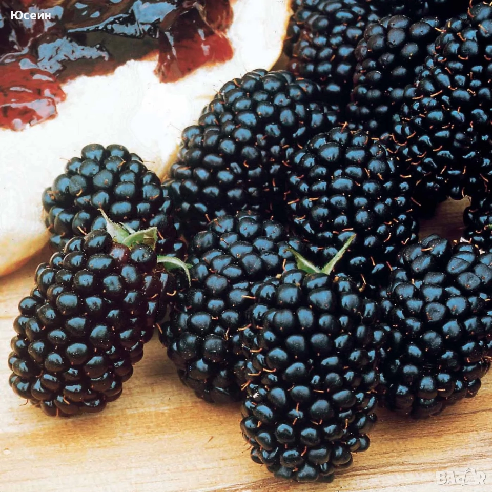 разсад от къпина без бодли, снимка 1