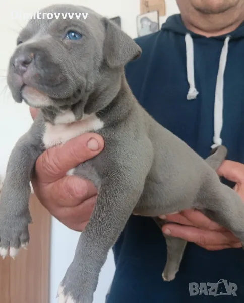 Продавам питбули, снимка 1