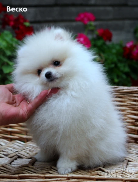 Померан мини женско , снимка 1