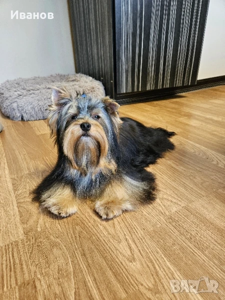 Йоркширски териер , снимка 1