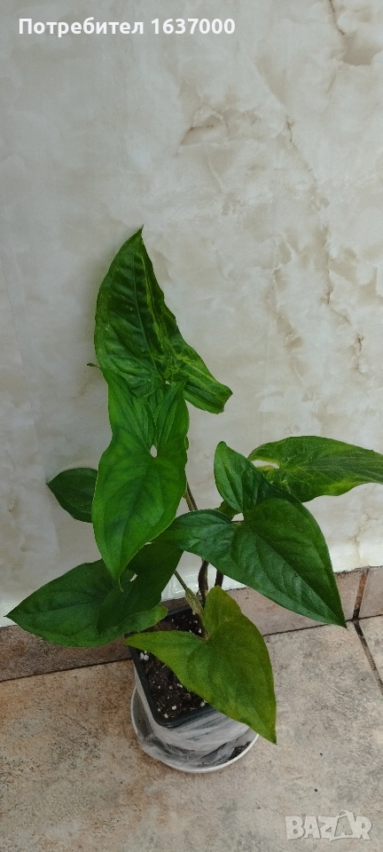 Сингониум , снимка 1