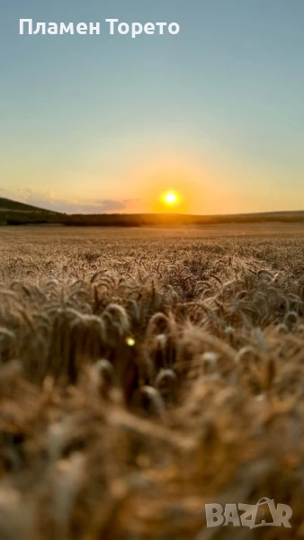 Пшеница - реколта 2025г., снимка 1