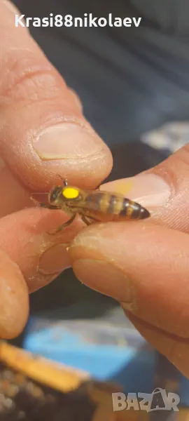 Пчелни майки , снимка 1