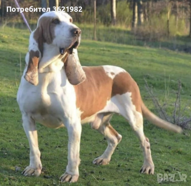 ловно куче се подарява , снимка 1