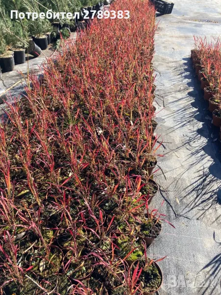 Червена трева императа, снимка 1