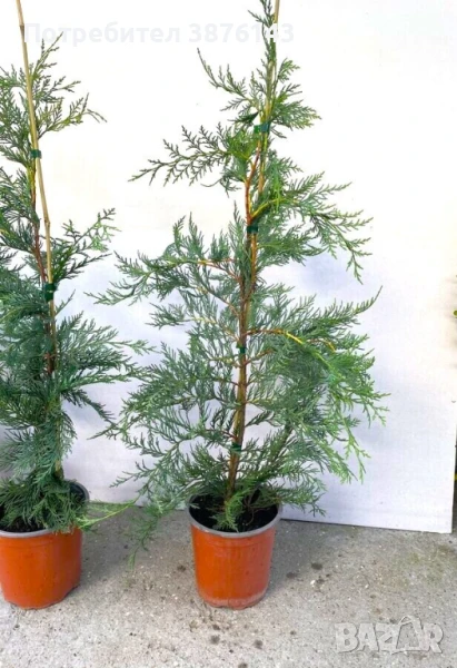 Кипарис Лейланди 100-130см , снимка 1
