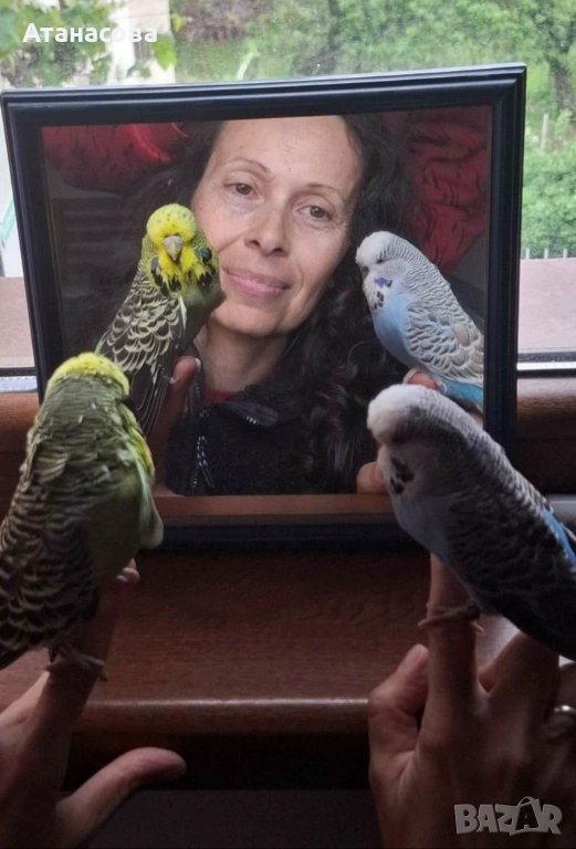 Социални изложбени вълнисти папагали, двойка, снимка 1