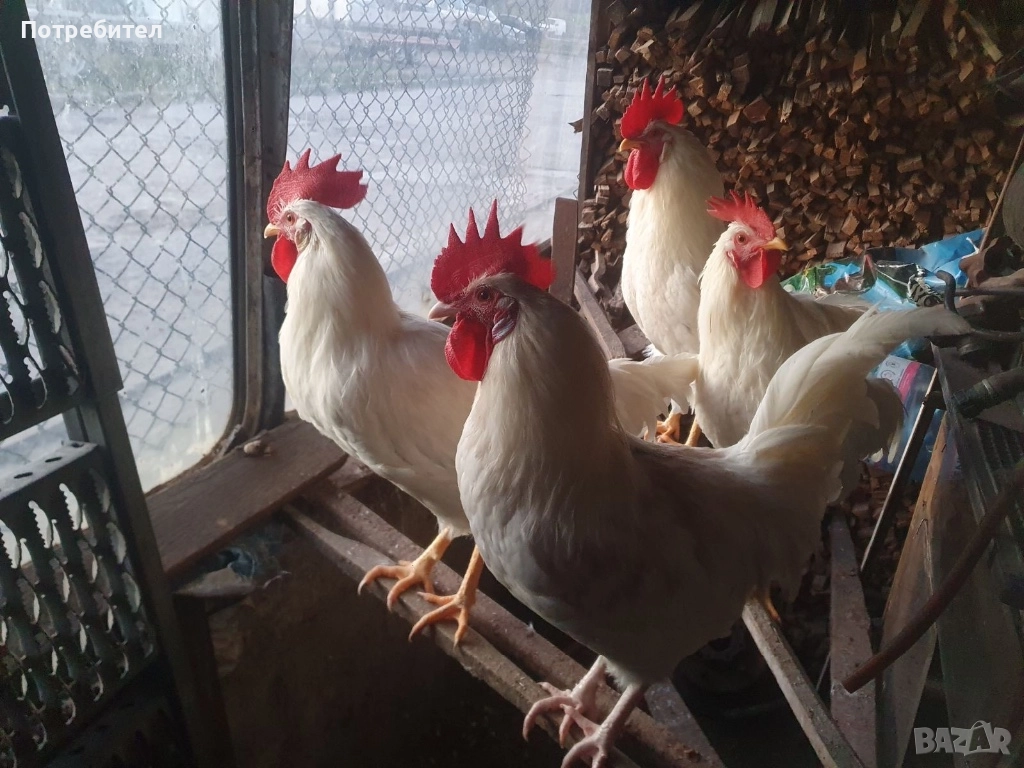 Петлета Легхорн , снимка 1