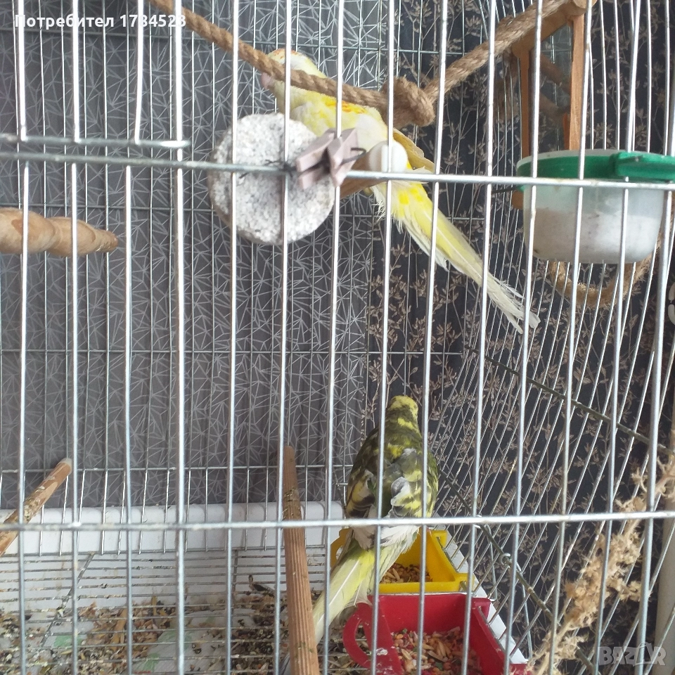 Бебе поен папагал, снимка 1