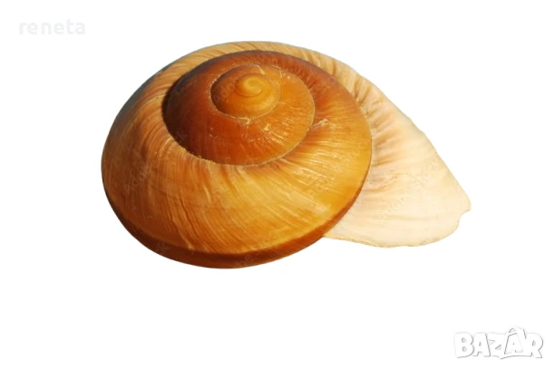 Раковина Snail Shell, Естествена, Натурален цвят, 8х5 см, снимка 1