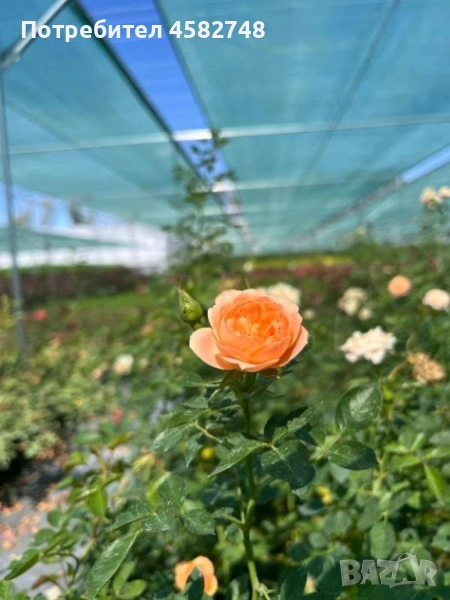 Цветя на едро, снимка 1