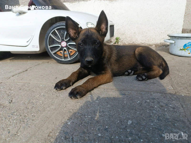 Белгийска овчарка Малиноа , снимка 1
