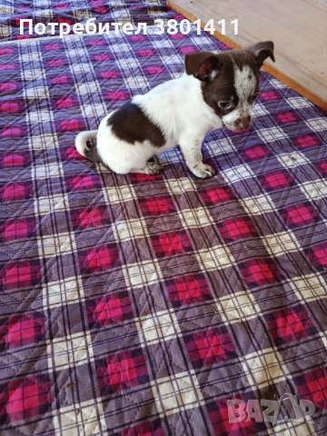 Домашни любимци, снимка 2 - Чихуахуа - 53401254