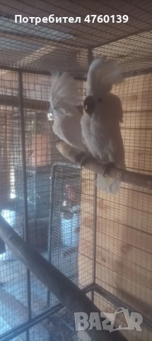 Какаду Алба, снимка 2 - Папагали - 53854573