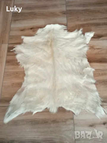 Прекрасна,естествена и екзотична козя кожа, снимка 5 - Декорация за дома - 47390784