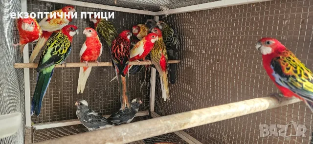 Продавам Розели-(Пенанти) , снимка 2 - Папагали - 56140623