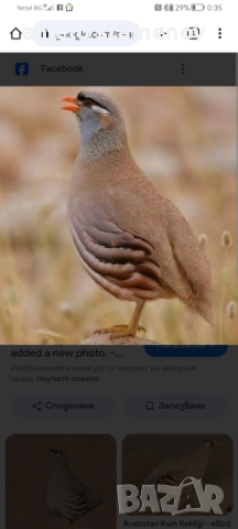 Персийска пустинна яребица , снимка 6 - други­ - 52923845