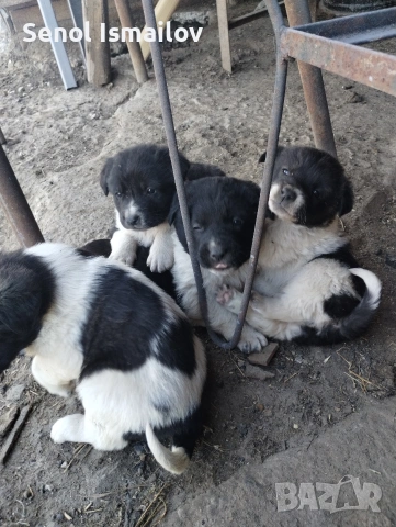 Кучета, снимка 4 - Каракачанска овчарка - 53828173