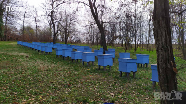 Боя за пчелни кошери, снимка 5 - За пчели - 35717197