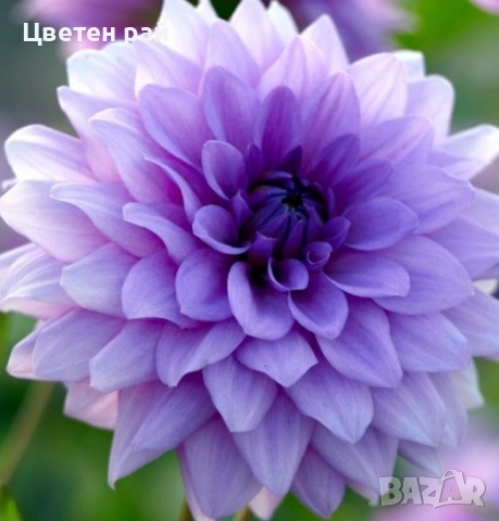 Грудки на няколко цвята далии , снимка 7 - Градински цветя и растения - 52506160