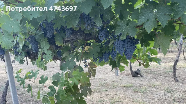 Грозде сорт Каберне - 1974г, снимка 10 - Домашни продукти - 56121452