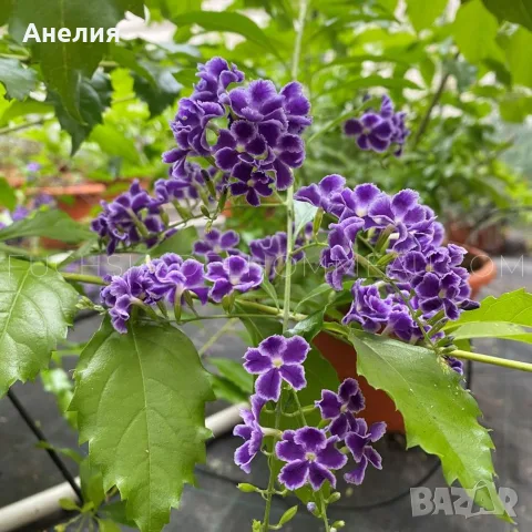 Дуранта лилава голямо растение 