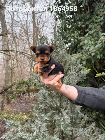 СУПЕР МИНИ ЙОРКИ Доставка 