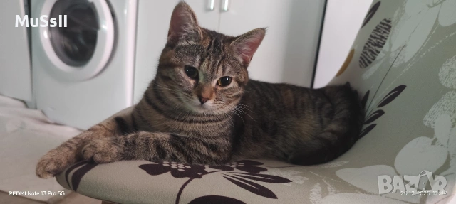 Подарявам котка